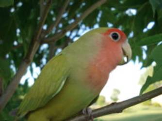 A peach-faced Lovebird