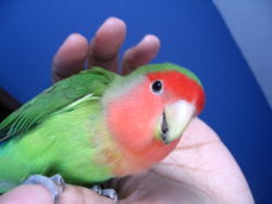 A lovebird perched on a finger