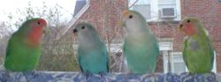 Family of four lovebirds