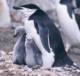 Chinstrap Penguin, Pygoscelis antarctica