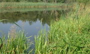 A temperate wetland in Britain, with shallow open water and reedbeds.
