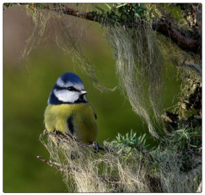 Blue Tit, (Parus caeruleus) Norwegian: Blmeis. Photo: Per Harald Olsen