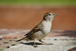 Female