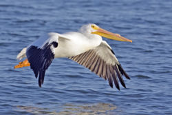 American White Pelican
