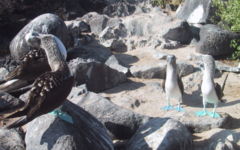 Blue-footed Booby