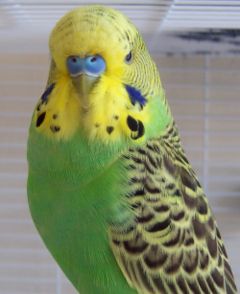 Male Budgerigar of natural coloration