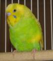 Young male budgie of near natural coloration. Budgerigars, especially males, are very tame house pets.