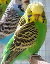 Budgerigar hen