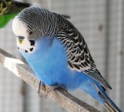 A blue male budgerigar in captivity