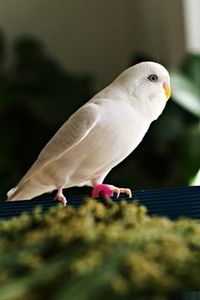 Female white budgerigar. This is not an albino because it lacks the red eyes.