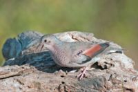The Inca Dove probably belongs into the genus Columbina too.