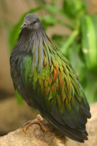 A Nicobar Pigeon in the National Zoo shows off its iridescent scapulars to good effect.