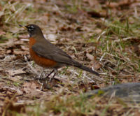An American Robin, picture taken at Beacon Hill Park