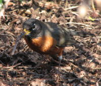 A robin eating a worm from the ground under thick bushes.