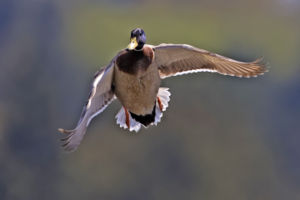 A male mallard mid-flight, demonstrating that wings don't necessarily move in unison
