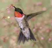 The ruby-throated Hummingbird can beat its wings 52 times a second