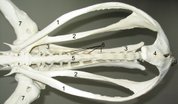Becken und Synsacrum eines Straues von unten (ventral). 1 Schambein, 2 Sitzbein, 3 Darmbein, 4 Symphyse, 5 Synsacrum, 6 Nierengruben (Fossae renales), 7 Oberschenkelknochen, 8 Pygostyl