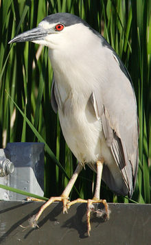 Nachtreiher (Nycticorax n. nycticorax)
