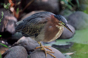 Mangrovereiher (Butorides striatus)