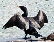 Ohrenscharbe (Phalacrocorax auritus)