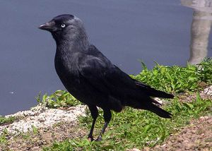 Dohle (Corvus monedula)