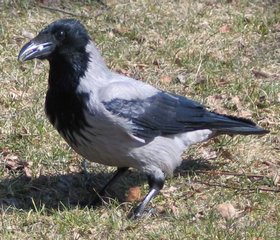 Nebelkrhe (Corvus corone cornix)