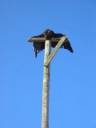 Vogelscheuche im Nenniger Weinberg