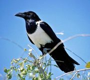 Schildrabe in Namibia