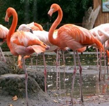 Kubaflamingos (Phoenicopterus ruber)
