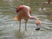 Badender Flamingo.