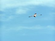 Fliegender Flamingo