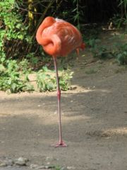 Ein Flamingo, der auf einem Bein schlft.