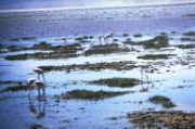 Zwergflamingos in der Nhe von Ngorongoro.