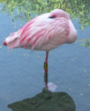 Ein Zwergflamingo (Phoenicopterus minor) in einbeiniger Ruhestellung