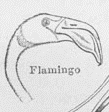 Zeichnung eines Flamingokopfes