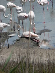Ein naher Verwandter des Zwergflamingos (Phoenicopterus minor), der Rosaflamingo (Phoenicopterus roseus), sitzt in einem Tierpark auf seinem Schlammnest.