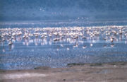 Zwergflamingos (Phoenicopterus minor) und Rosaflamingos (Phoenicopterus roseus) am Nakurusee.