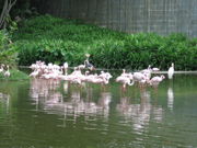 Zwergflamingos (Phoenicopterus minor) und Rosaflamingos (Phoenicopterus roseus) in einem Tierpark.