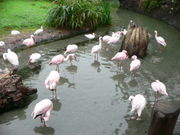 Zwergflamingos (Phoenicopterus minor) und Rosaflamingos (Phoenicopterus roseus) in einem Zoo.