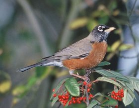 Wanderdrossel (Turdus migratorius)