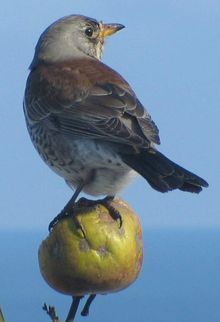 Wacholderdrossel (Turdus pilaris)