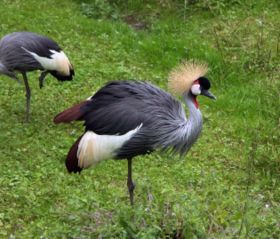 Kronenkranich (Balearica pavonina)
