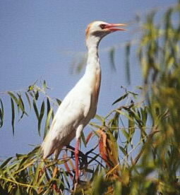 Kuhreiher (Bubulcus ibis)