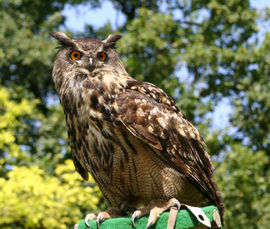 Uhu (Bubo bubo)Weitere Bilder: 1 - 2 