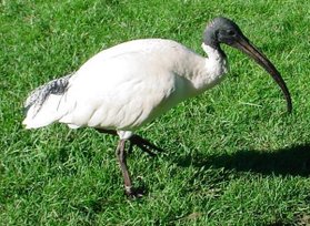 Molukkenibis