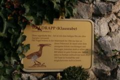 Infotafel ber den Waldrapp am Grazer Schloberg (zum Vergrern klicken)