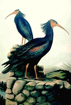 Waldrapp in einer historischen Darstellung