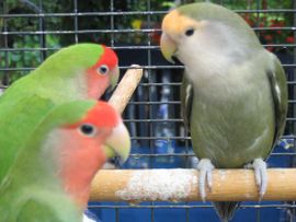 Rosenkpfchen (Agapornis roseicollis)