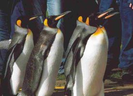 Knigspinguine (Aptenodytes patagonicus)