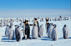 Kaiserpinguine mit Jungtieren